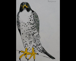 Peregrine falcon